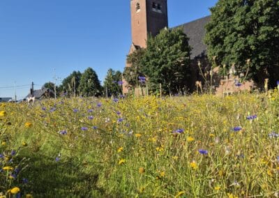 Lochristi (Hijfte) – Hondenbelevenisweide